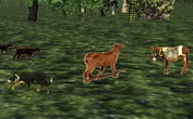 animal
