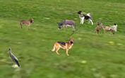 animals